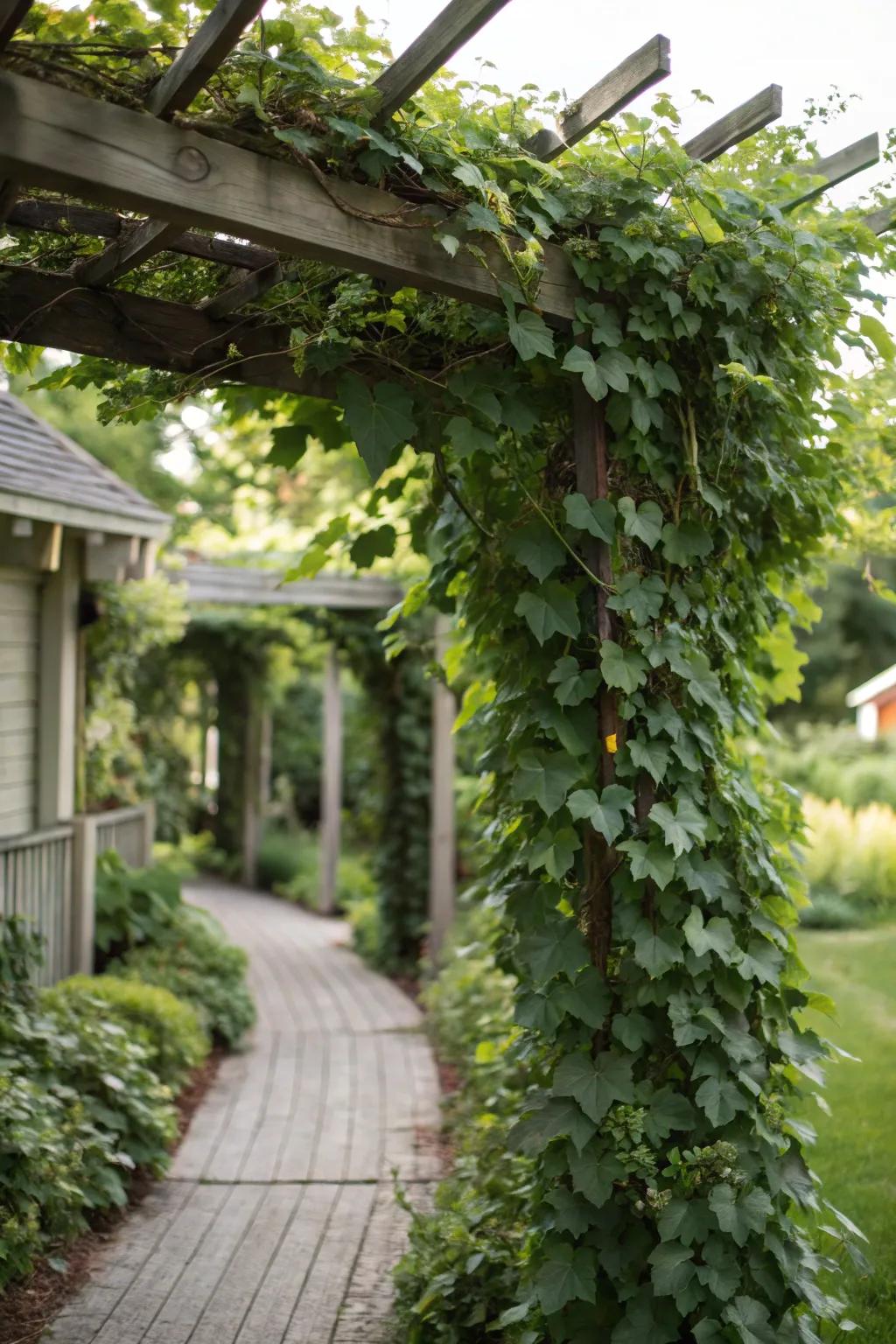 Enjoy year-round privacy using evergreen climbers on your trellis.